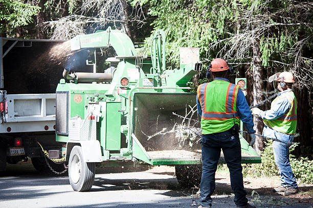 Best Firewood Processing and Delivery  in Heflin, AL