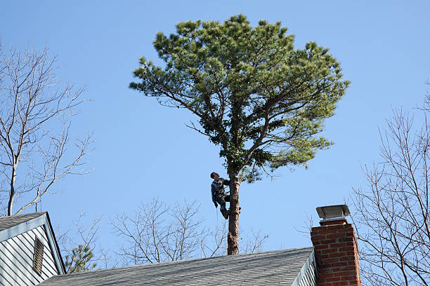 Best Tree Maintenance Programs  in Heflin, AL