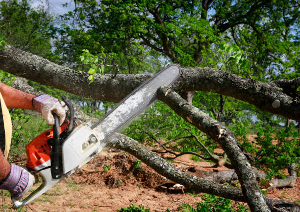 Best Emergency Tree Removal  in Heflin, AL